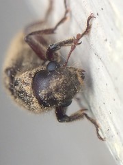 Melalgus plicatus