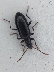Statira
