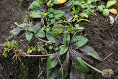 Plantago raoulii