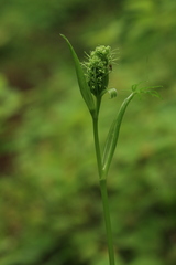 Ostericum maximowiczii