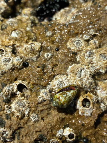 Conus ventricosus
