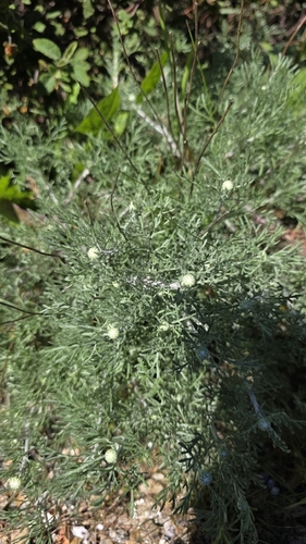Anthemis cretica, photograph 1