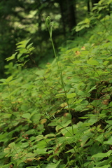 Ostericum maximowiczii
