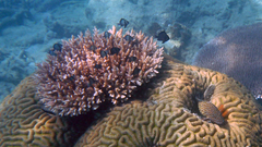 Cephalopholis cyanostigma
