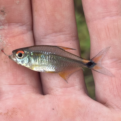 Head-and-taillight tetra (Hemigrammus ocellifer) — Characidae — 2
