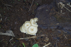 Lentinus concavus