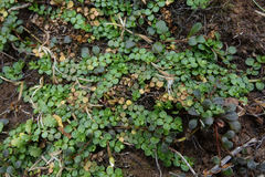 Epilobium komarovianum