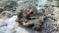 Lutjanus decussatus