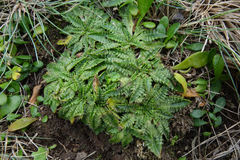 Plantago triandra