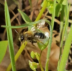 Andrena anisochlora