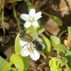 Andrena anisochlora