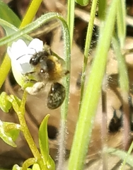 Andrena anisochlora