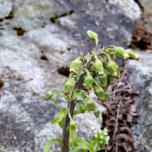 Petasites kablikianus (Petasites kablikianus)