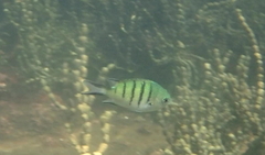 Abudefduf whitleyi