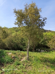 Quercus suber