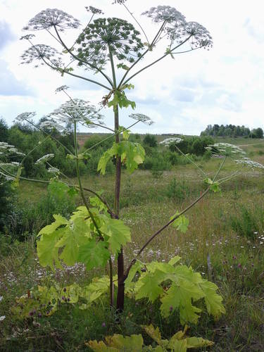 Sosnovskio barštis nuotrauka