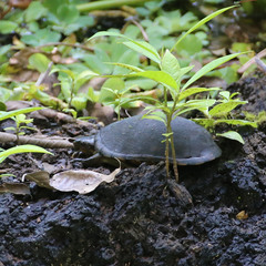 Kinosternon leucostomum