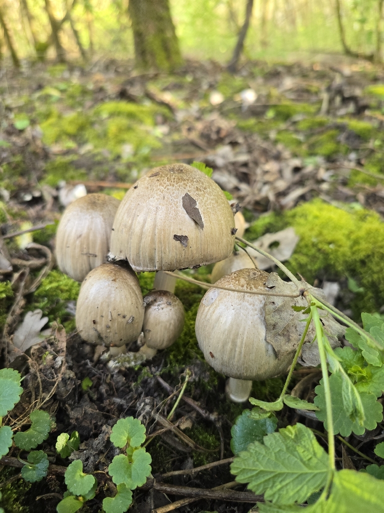 Coprinopsis atramentaria · April 2026 · photo: © ionasan (iNaturalist, cc-by)