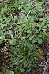 Plantago triandra