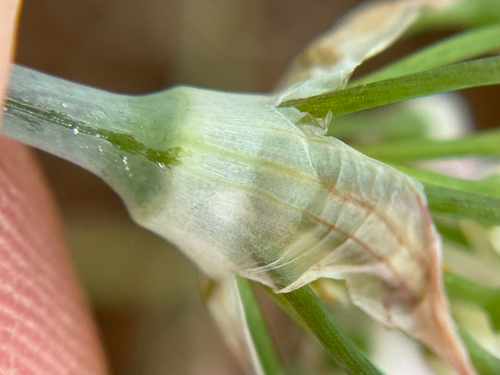Elmendorf onion (Allium elmendorfii)