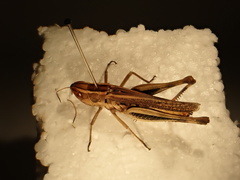 Macrotona