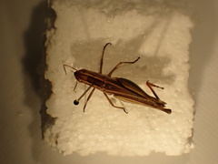 Macrotona
