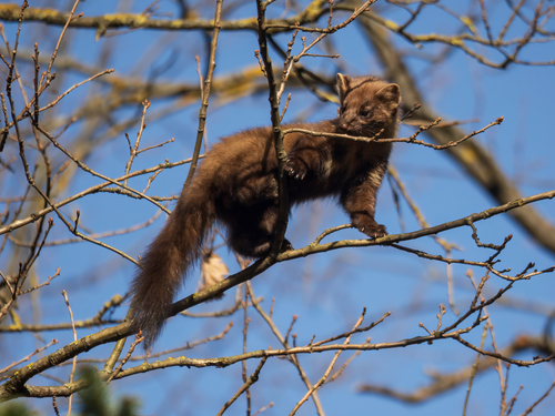 Eurasian Pine Marten, photo 5 of 10