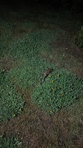iNaturalist observation photo of Western Toad