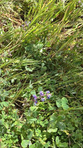 iNaturalist observation photo of Faboideae