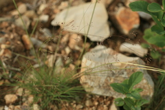 Agrostis scabra