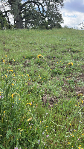 iNaturalist observation photo of Common Fiddleneck