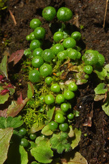 Mannia gracilis