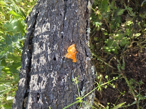 iNaturalist observation photo of golden ear