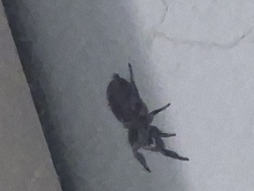 iNaturalist observation photo of life