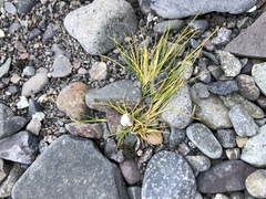 Deschampsia antarctica