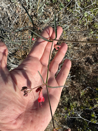 red four o'clock (Mirabilis coccinea)