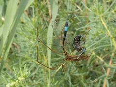 Ischnura evansi