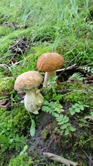 Boletus variipes