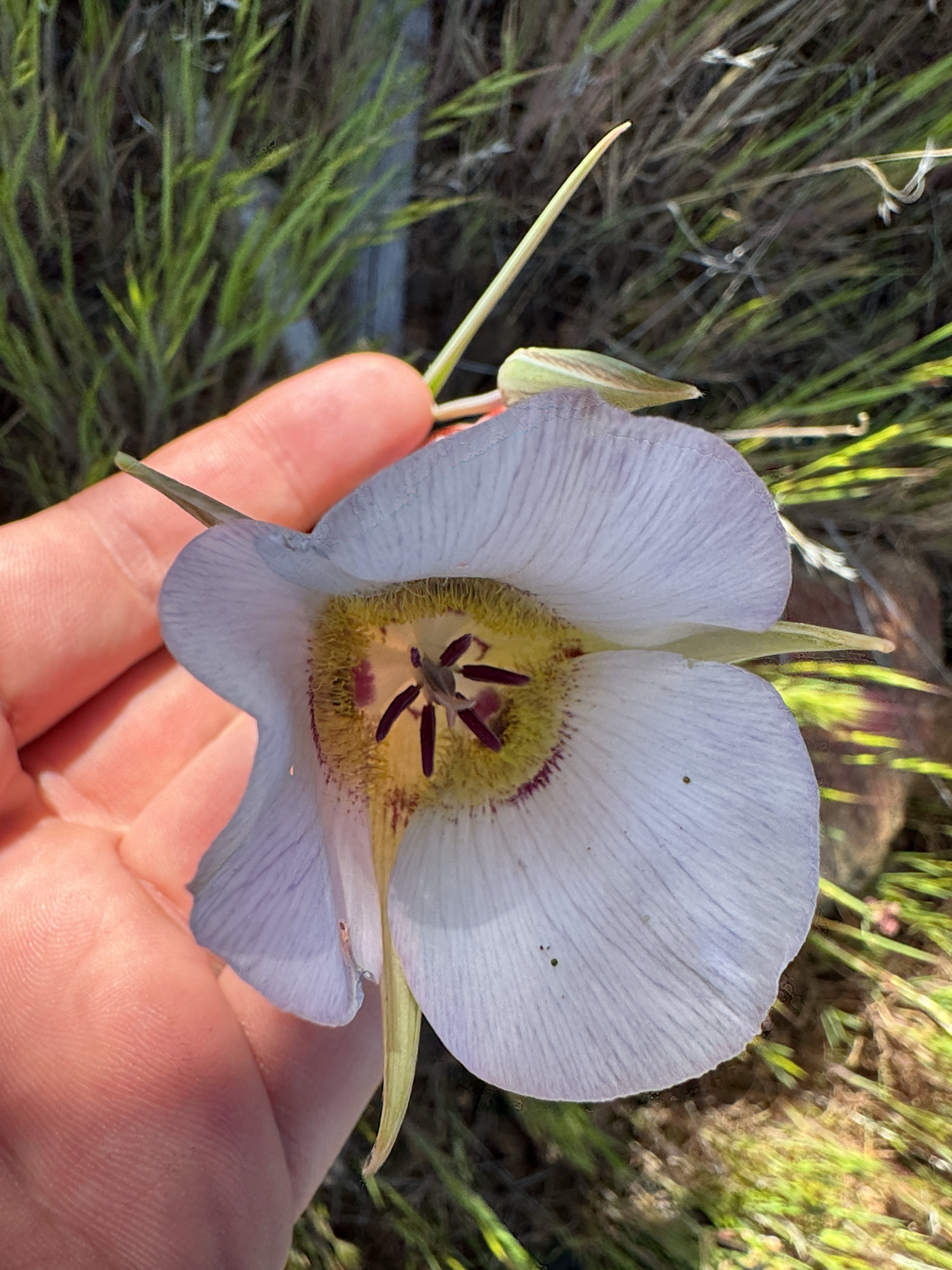 Arizona Mariposa Lily (Calochortus ambiguus)
