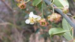 Prinsepia scandens
