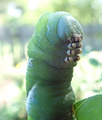 Psilogramma casuarinae