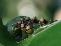 Psilogramma casuarinae