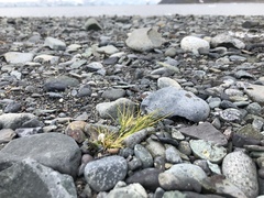 Deschampsia antarctica