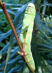 Psilogramma casuarinae