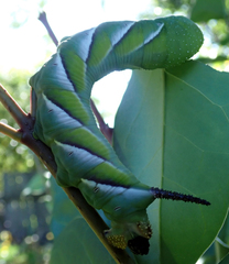 Psilogramma casuarinae