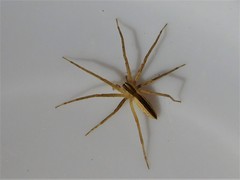 Pisaurina dubia