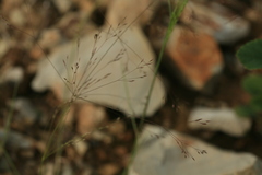 Agrostis scabra