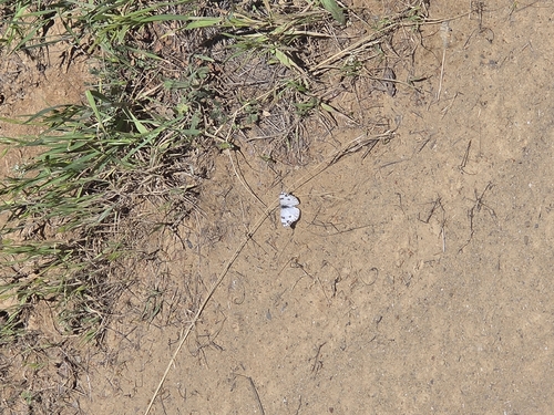 iNaturalist observation photo of Pontia