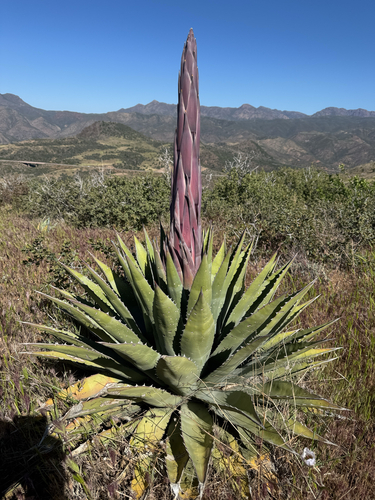 goldenflower century plant (Agave chrysantha)