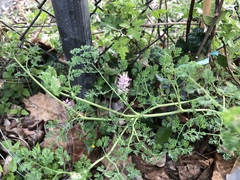 Fumaria densiflora